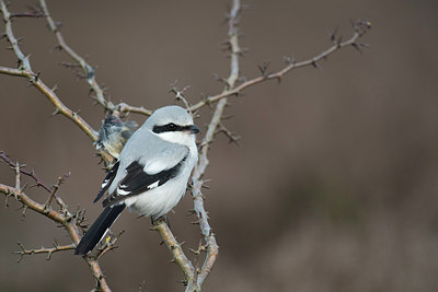 BUITEN BEELD Foto: 252634