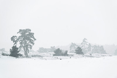 BUITEN BEELD Foto: 252690