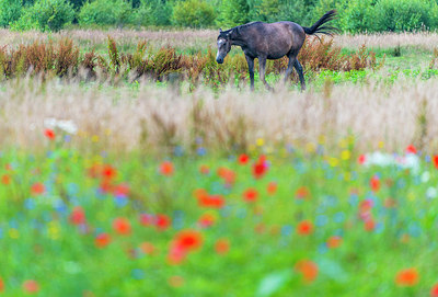 BUITEN BEELD Foto: 252693