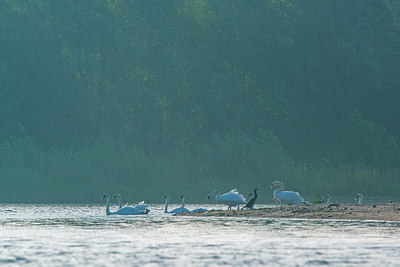 BUITEN BEELD Foto: 252750