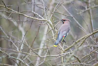 BUITEN BEELD Foto: 252754
