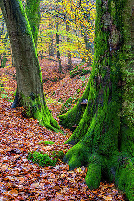 BUITEN BEELD Foto: 252761