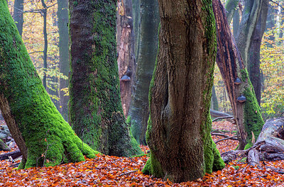 BUITEN BEELD Foto: 252767