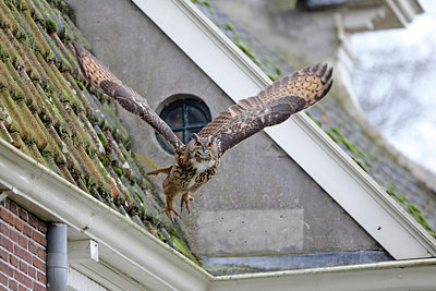 BUITEN BEELD Foto: 252777