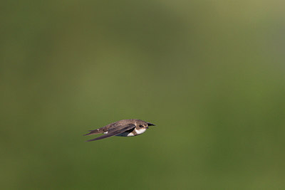 BUITEN BEELD Foto: 252795