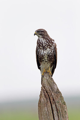 BUITEN BEELD Foto: 252800