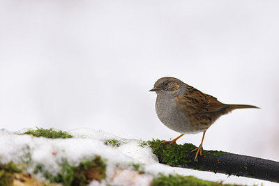 BUITEN BEELD Foto: 252842