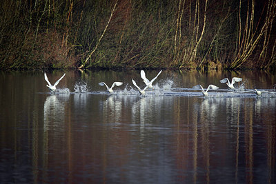 BUITEN BEELD Foto: 252843