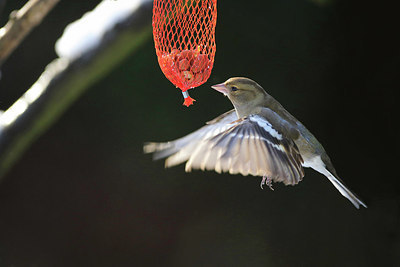 BUITEN BEELD Foto: 252852