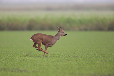 BUITEN BEELD Foto: 252856