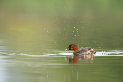 BUITEN BEELD Foto: 252879