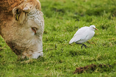 BUITEN BEELD Foto: 252899