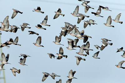 BUITEN BEELD Foto: 252932