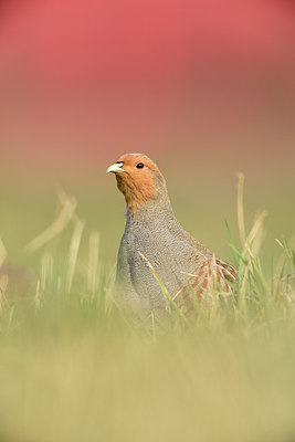 BUITEN BEELD Foto: 252933