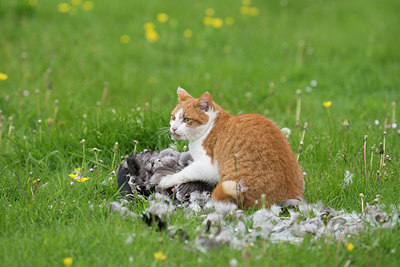 BUITEN BEELD Foto: 252946