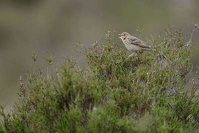 BUITEN BEELD Foto: 252947