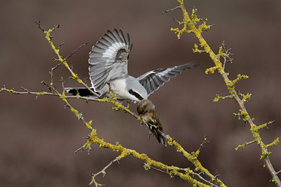 BUITEN BEELD Foto: 252950