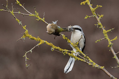 BUITEN BEELD Foto: 252951