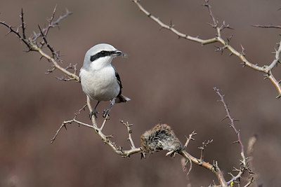 BUITEN BEELD Foto: 252952