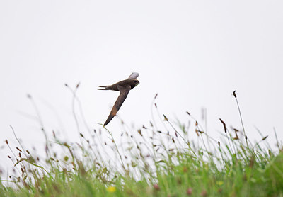 BUITEN BEELD Foto: 252961