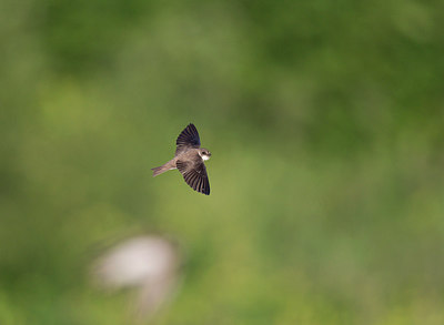 BUITEN BEELD Foto: 252963