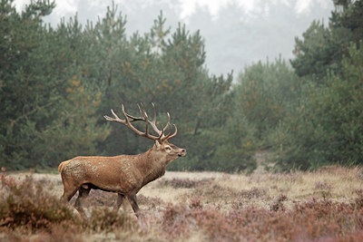 BUITEN BEELD Foto: 252971