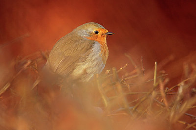 BUITEN BEELD Foto: 252977