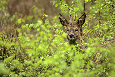 BUITEN BEELD Foto: 252990