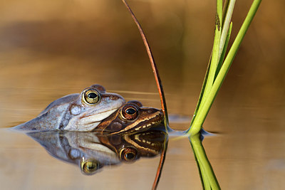 BUITEN BEELD Foto: 253024