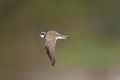 BUITEN BEELD Foto: 253028