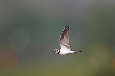 BUITEN BEELD Foto: 253029