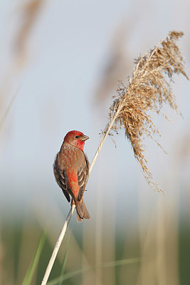 BUITEN BEELD Foto: 253037