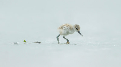 BUITEN BEELD Foto: 253079