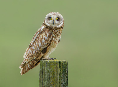 BUITEN BEELD Foto: 253081