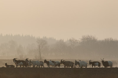 BUITEN BEELD Foto: 253083