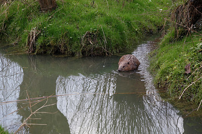 BUITEN BEELD Foto: 253101