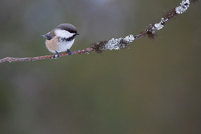 BUITEN BEELD Foto: 253104