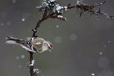 BUITEN BEELD Foto: 253122