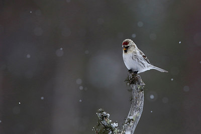 BUITEN BEELD Foto: 253124