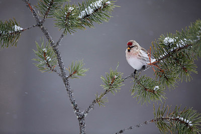 BUITEN BEELD Foto: 253125