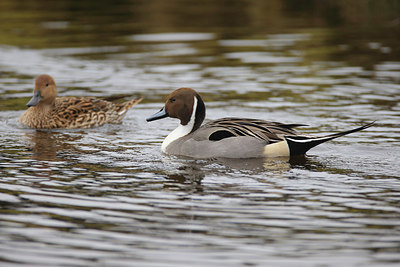 BUITEN BEELD Foto: 253128