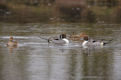 BUITEN BEELD Foto: 253129