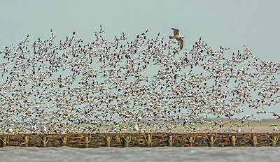 BUITEN BEELD Foto: 253138