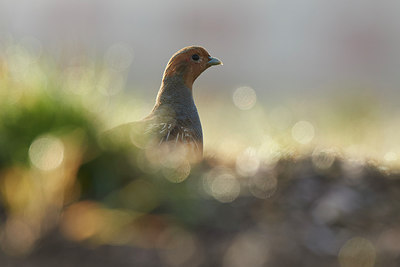 BUITEN BEELD Foto: 253171