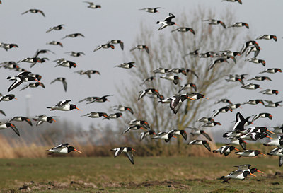 BUITEN BEELD Foto: 253172