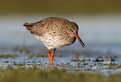 BUITEN BEELD Foto: 253175