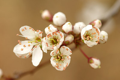 BUITEN BEELD Foto: 253189