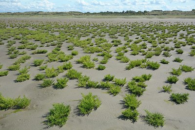 BUITEN BEELD Foto: 253237