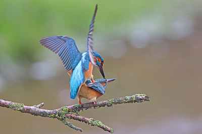 BUITEN BEELD Foto: 253249