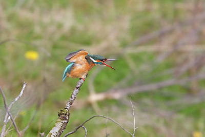 BUITEN BEELD Foto: 253250